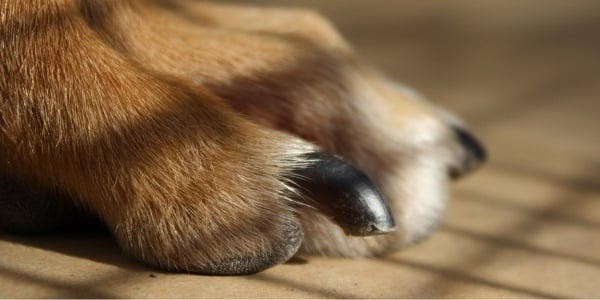 Nail file outlet dog's claws